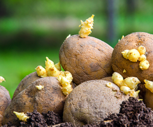 PepsiCo’s Legal Battle: FC-5 Potato Variety Patent Dispute